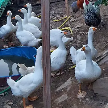Top Secret 2 genetic